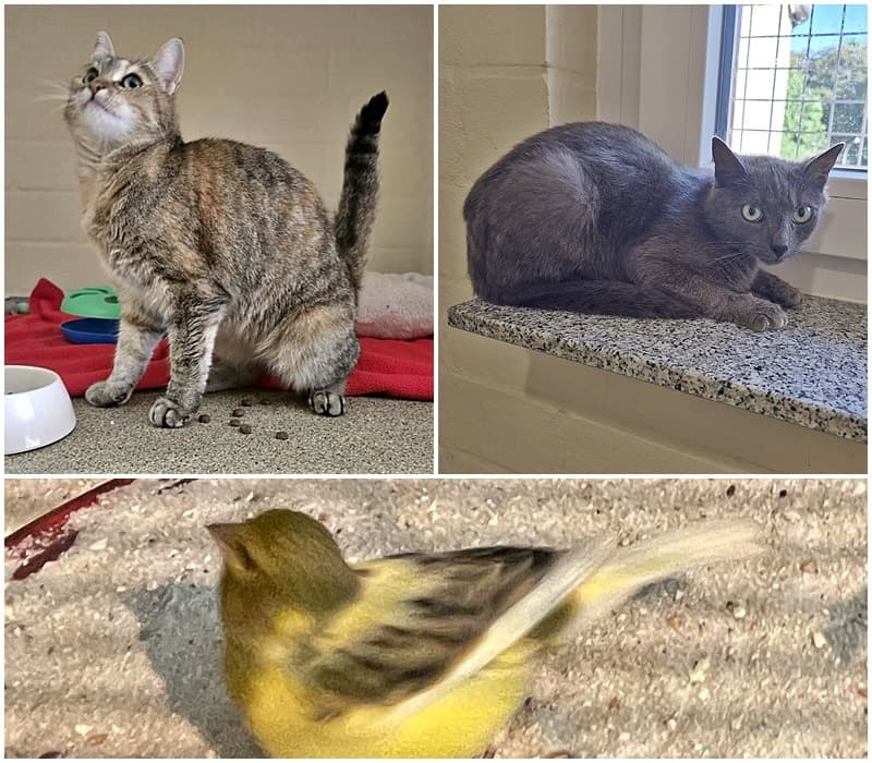 wer kennt diesen Kanarienvogel und folgende Katzen?