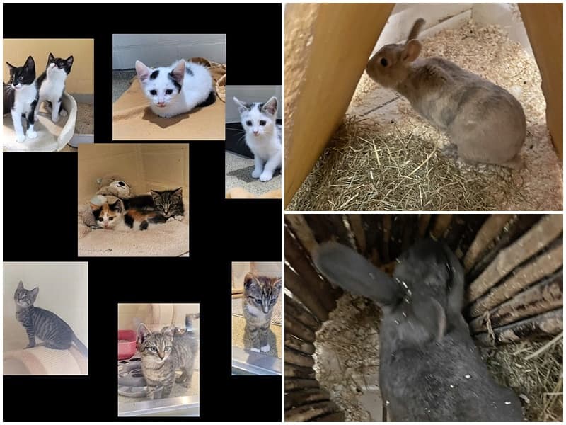 2 Kaninchen wurde gemeinsam in Bocholt gefunden / ebenfalls mehrere Kitten