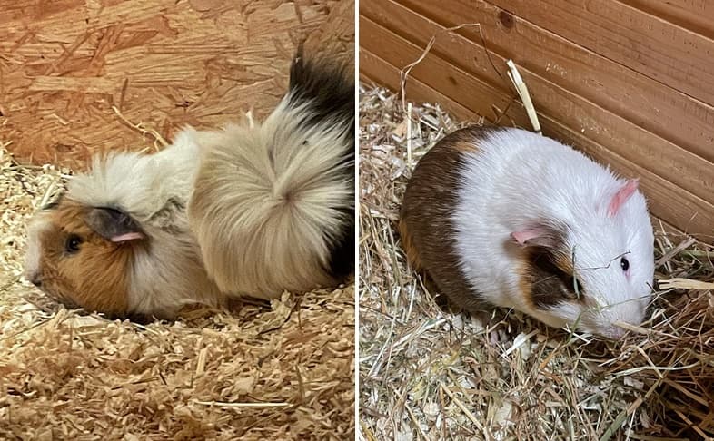 Wer vermisst seine Meerschweinchen?