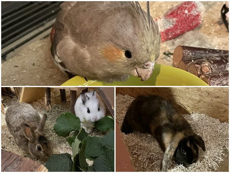 Dringend: ein junger Nymphensittich sucht seinen Besitzer - und weitere Fundtiere (3 Kaninchen) ebenfalls