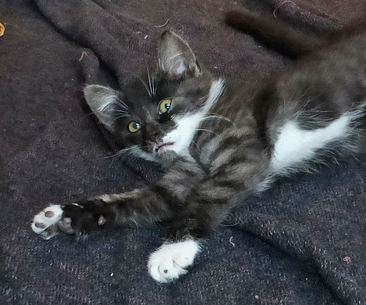 Foto von Furby, unser Flauschbällchen