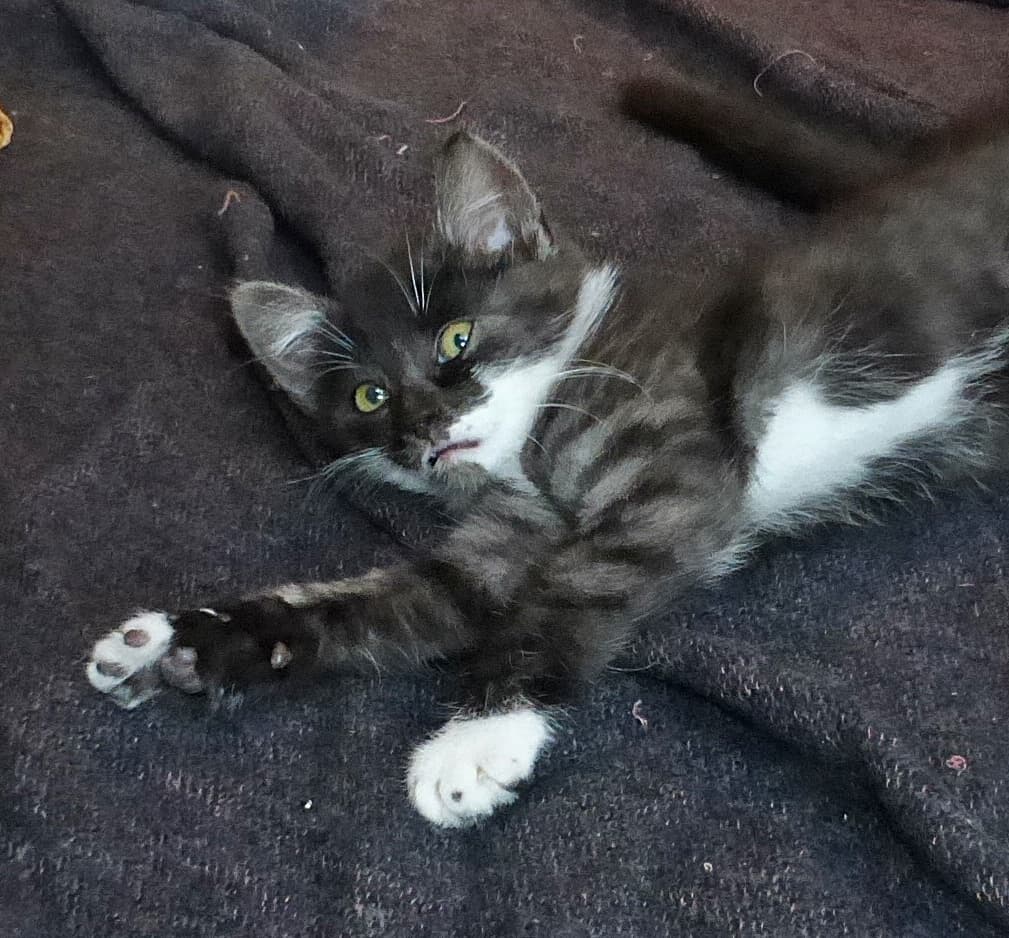 Foto von Furby, unser Flauschbällchen