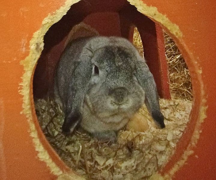 Foto von Freundlicher Widder Georg