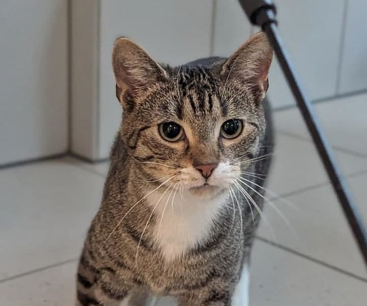 Foto von Katzenjunge Gisbert (und Jumper) tauen langsam auf