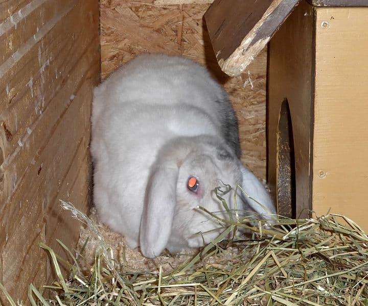 Foto von trauriger Widder Gizmo, unser Notfall