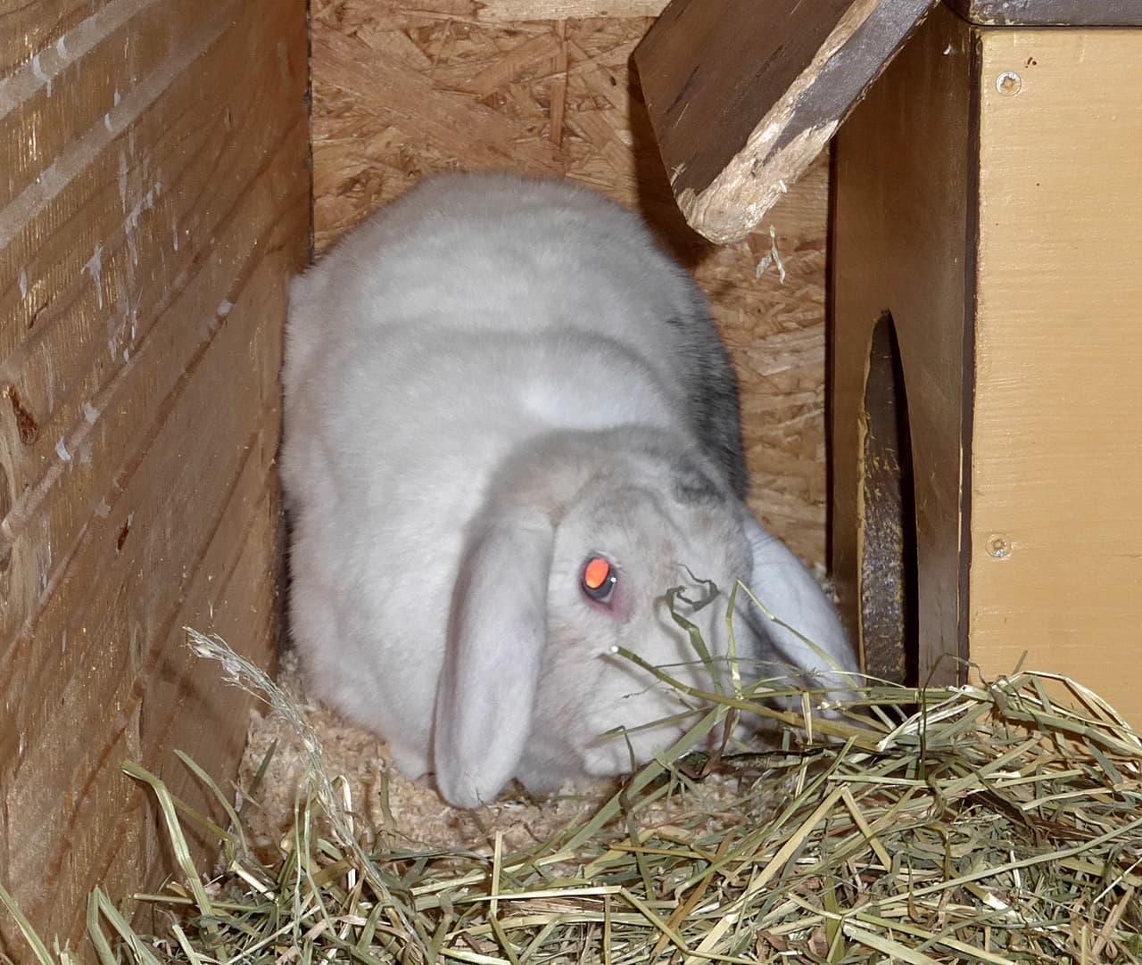 Foto von trauriger Widder Gizmo, unser Notfall