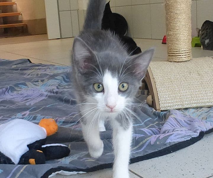 Foto von kleine supersüße Graay