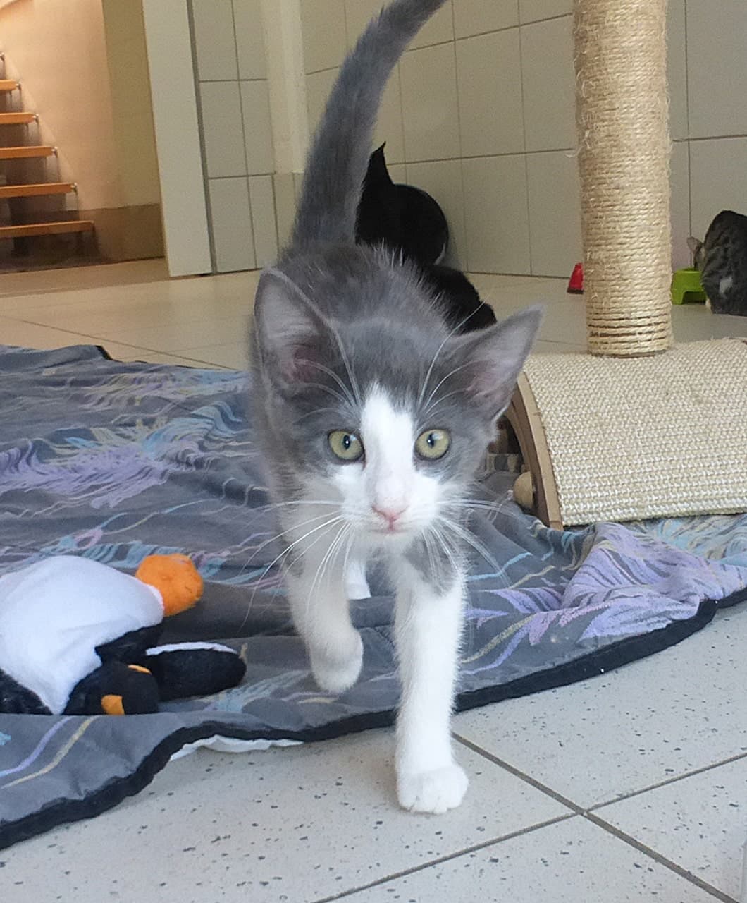 Foto von kleine supersüße Graay