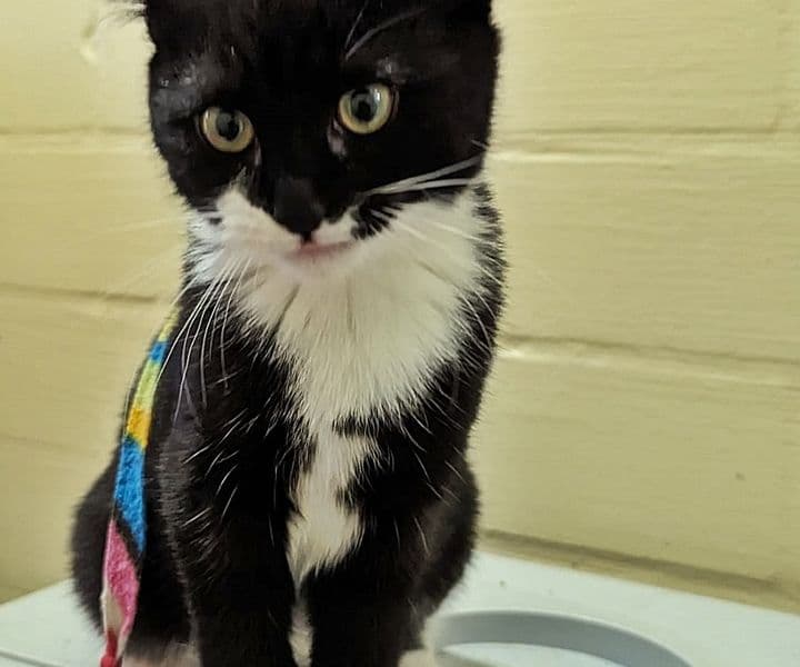 Foto von verschmustes Katzenmädchen Greta