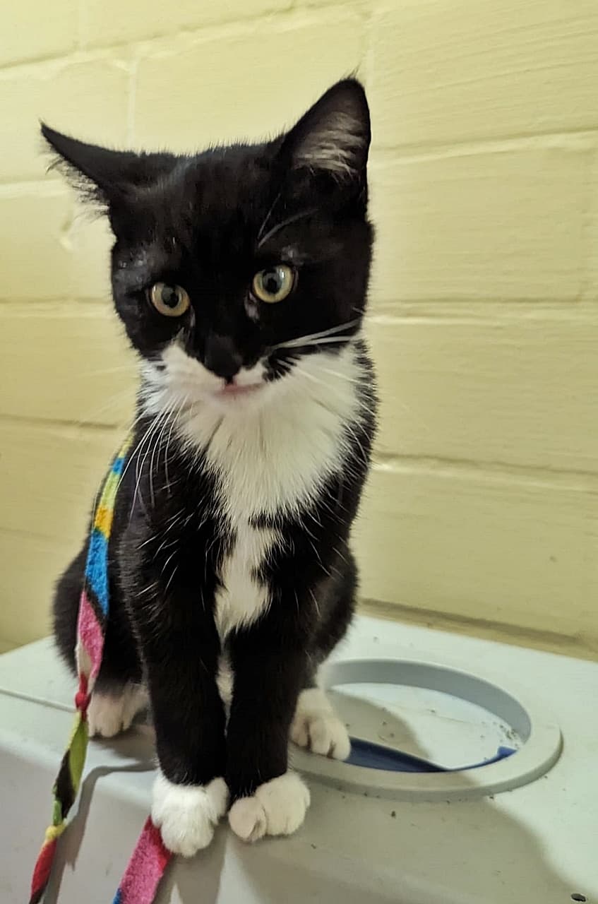 Foto von verschmustes Katzenmädchen Greta