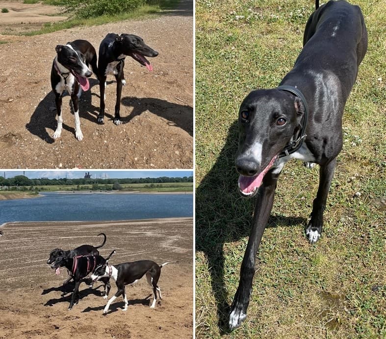 Treffen von drei jungen Greyhoundschwestern