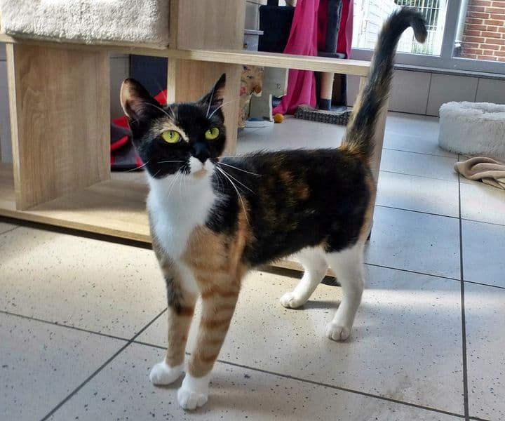Foto von junge Katzenmutti Guppy