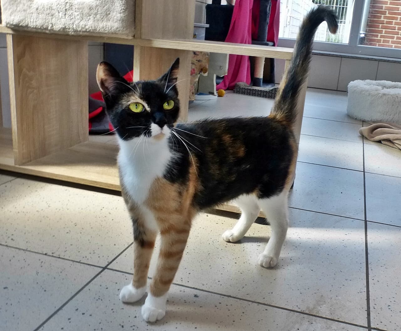 Foto von junge Katzenmutti Guppy