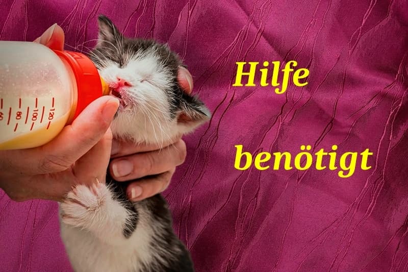 Unsere Amazon-Wunschliste hilft!
