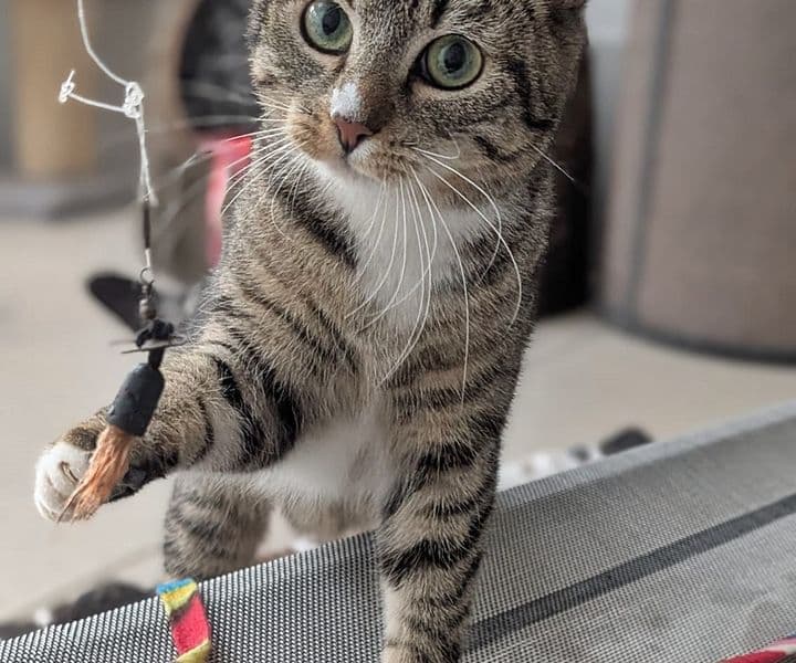 Foto von verspielte Hailey braucht Zeit, um anzukommen