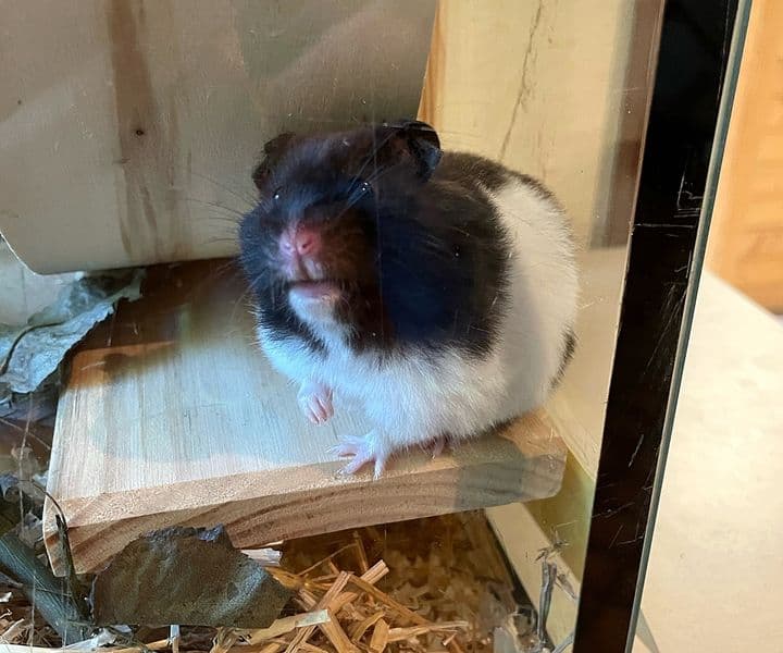 Foto von unser kleiner Panda-Hamster