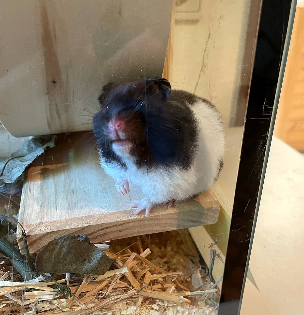 Foto von unser kleiner Panda-Hamster