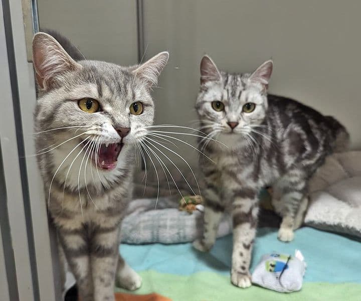 Foto von Hanni und Nanni, unsere schönen Divas (feline Coronavirus-Träger)