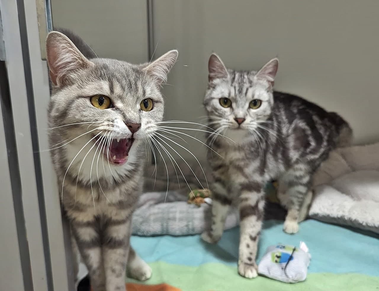 Foto von Hanni und Nanni, unsere schönen Divas (feline Coronavirus-Träger)