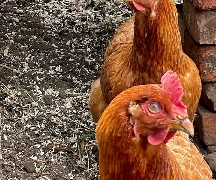 Foto von Hanni und Nanni (nicht im Tierheim)