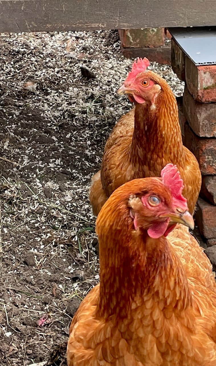 Foto von Hanni und Nanni (nicht im Tierheim)