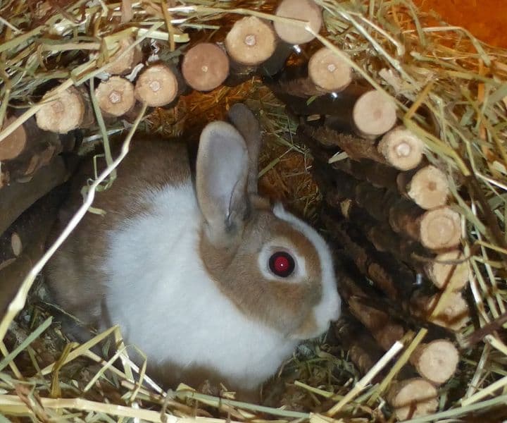 Foto von Mayas Tochter Hatschi