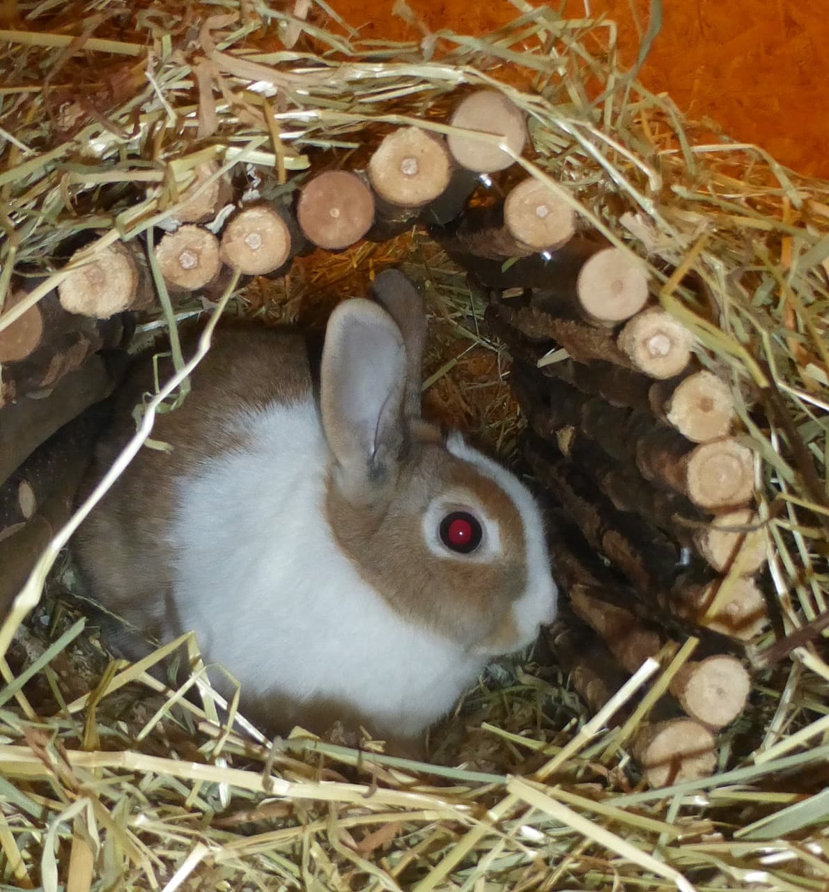 Foto von Mayas Tochter Hatschi
