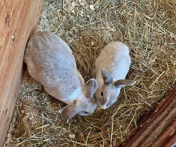 Foto von Hazel und Arwen