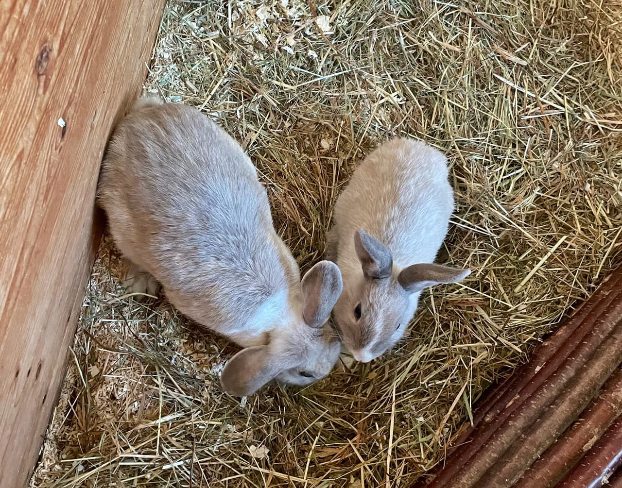 Foto von Hazel und Arwen