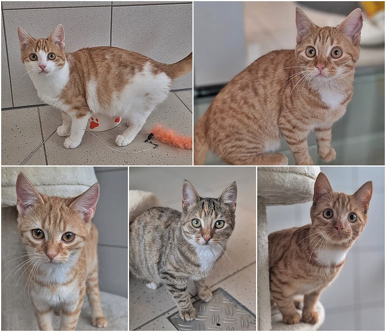 Hermes, Achilles, Dionysos, Aphrodite und Hephaistos