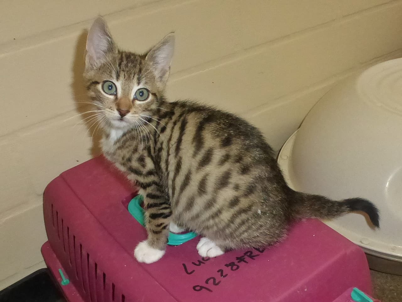 Foto von gestiefelter Kater Herum