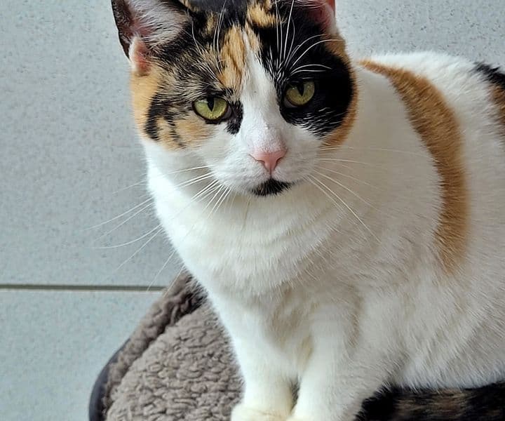 Foto von verschmuste Glückskatze Hildegart sucht Trost im Futter