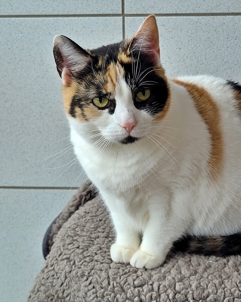 Foto von verschmuste Glückskatze Hildegart sucht Trost im Futter