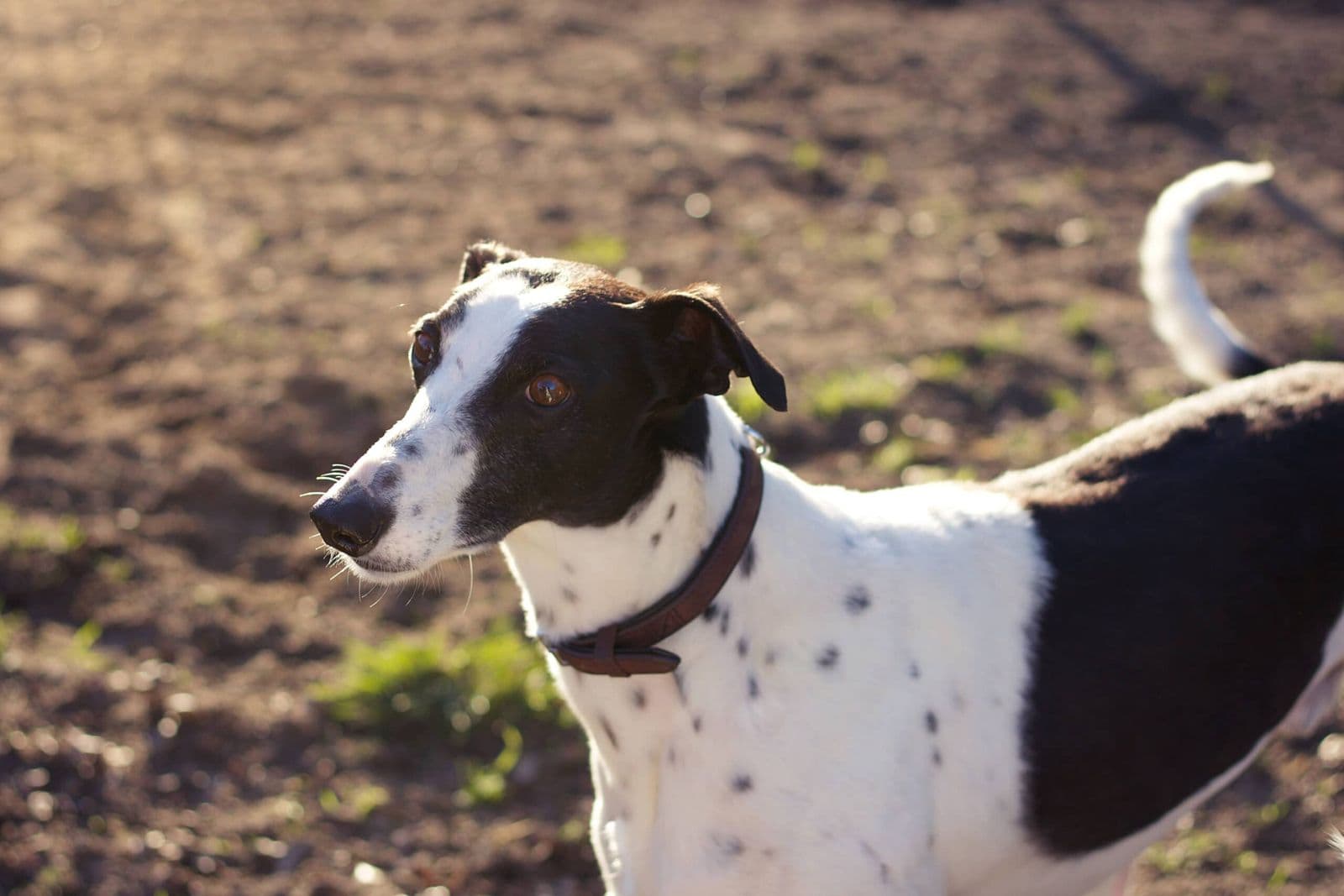 Foto von Pepper