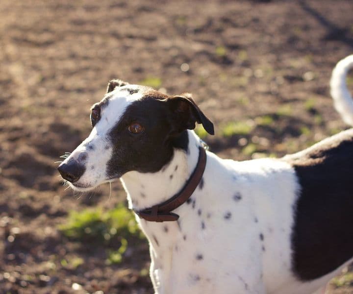 Foto von Pepper