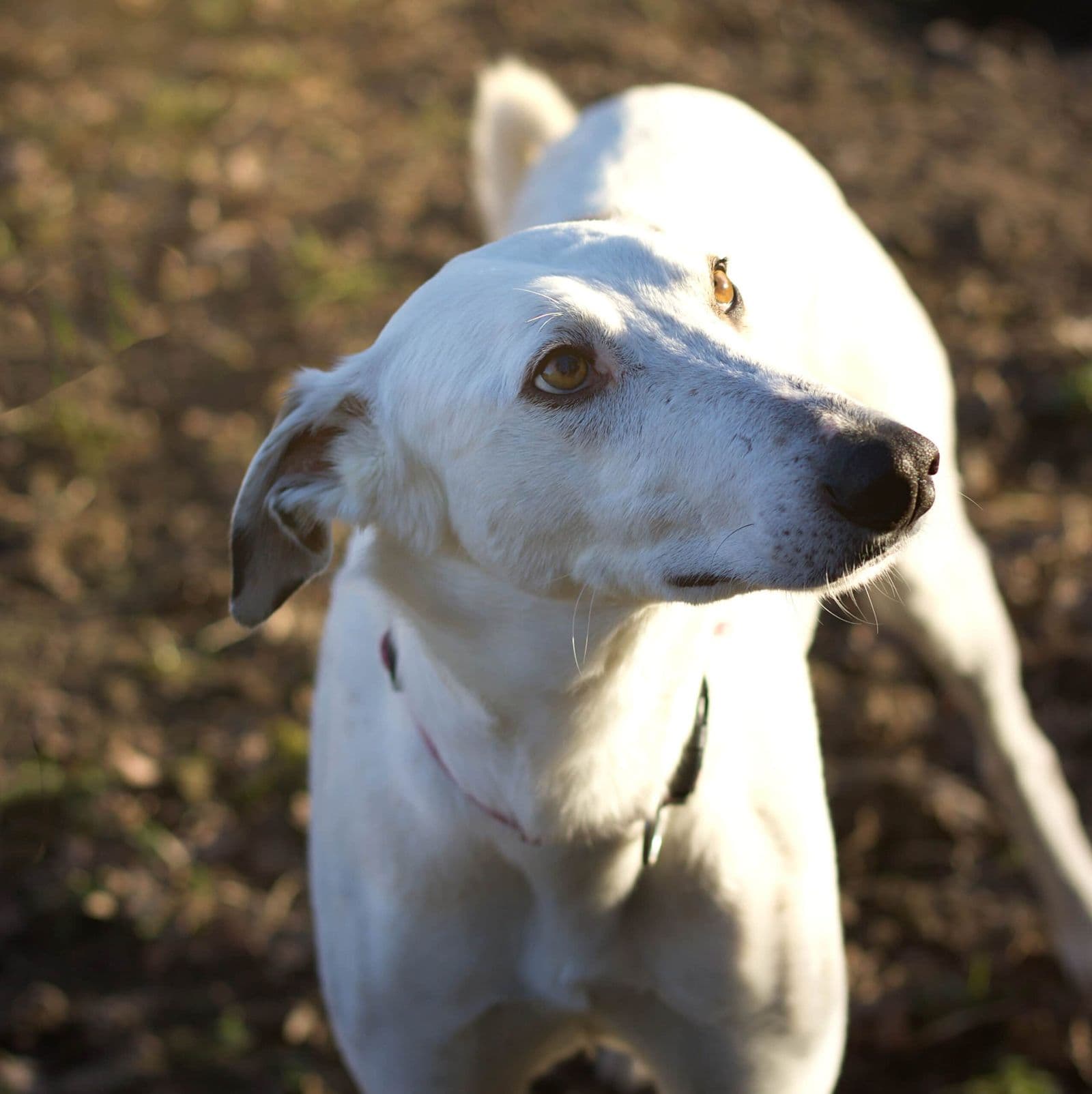 Foto von sanfter Angel sucht erfahrene Greyhound-Freunde