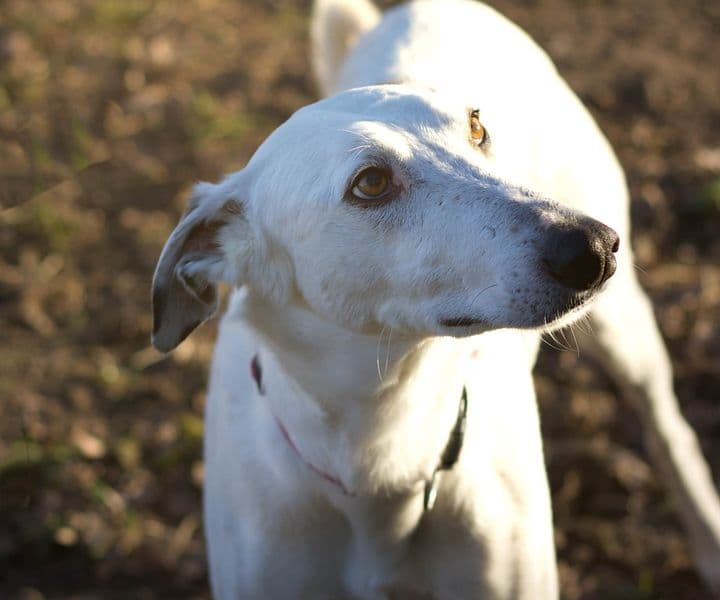 Foto von sanfter Angel sucht erfahrene Greyhound-Freunde