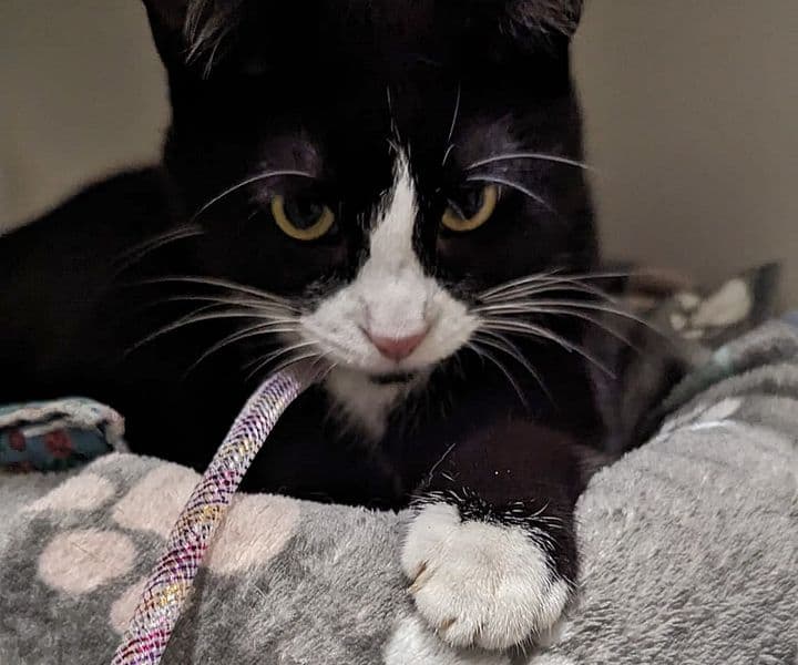 Foto von verschmuste Hollow, feline Coronavirus-Trägerin