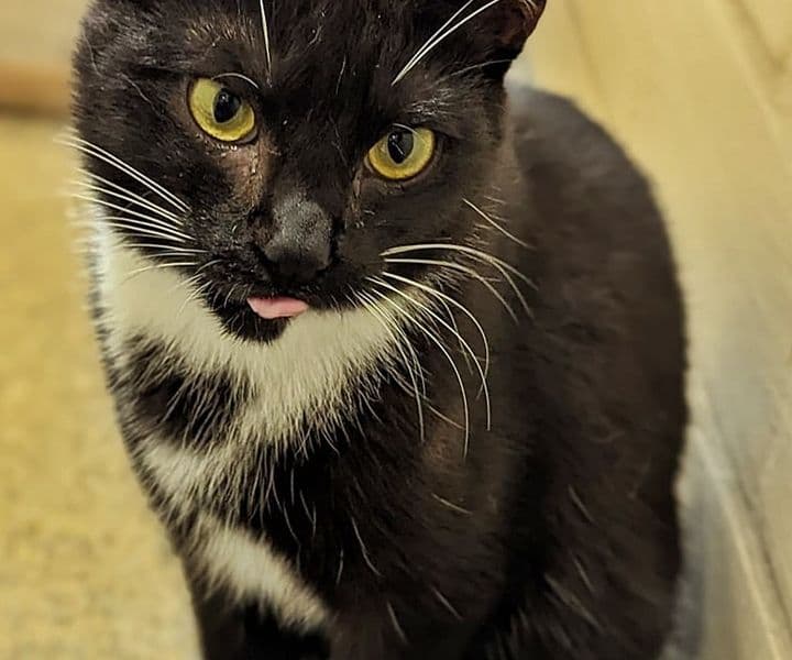 Foto von Herzdame Holly ist super verschmust (zus. mit Kaspian) (feline Coronavirus-Trägerin)