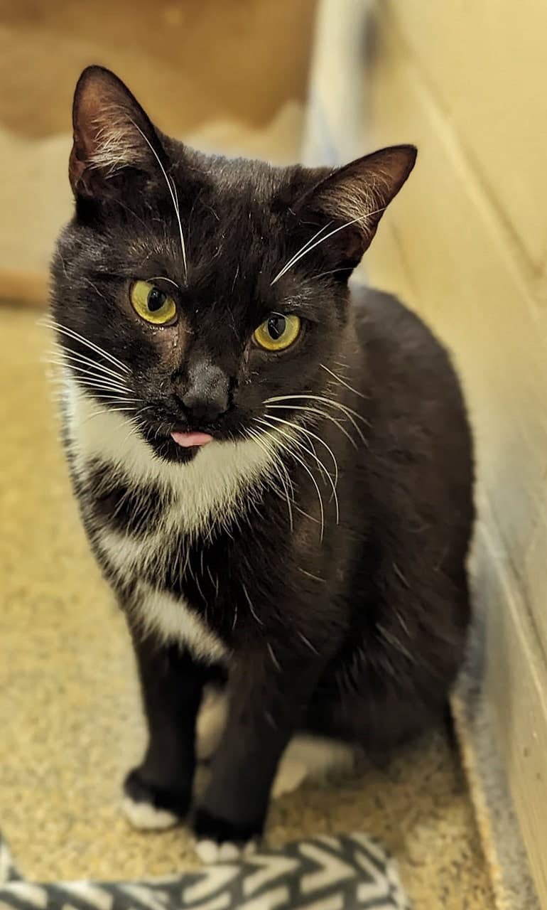 Foto von Herzdame Holly ist super verschmust (zus. mit Kaspian) (feline Coronavirus-Trägerin)