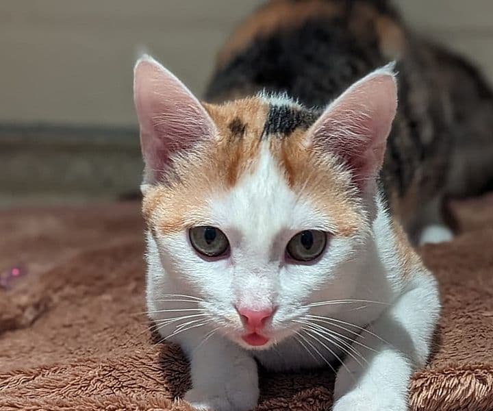 Foto von sensibles Katzenmädchen Hope