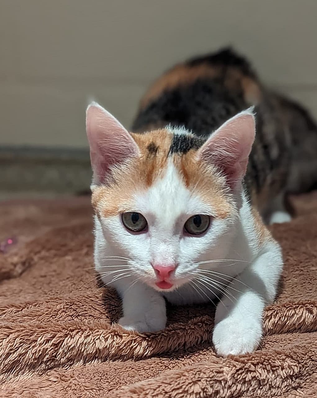 Foto von sensibles Katzenmädchen Hope