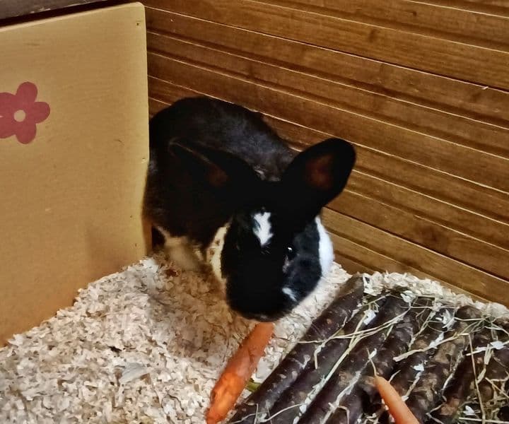 Foto von neugierige kleine Hoppel