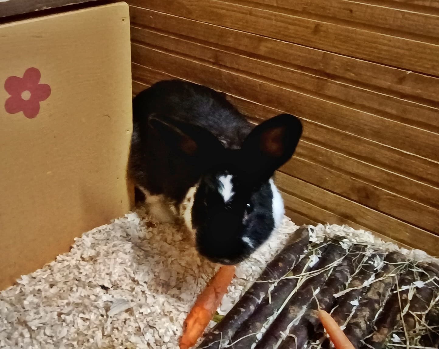 Foto von neugierige kleine Hoppel