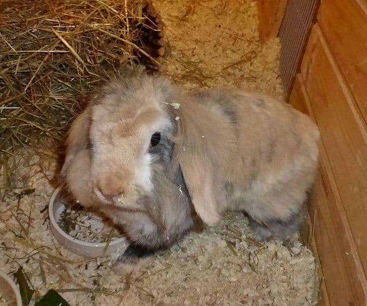 Foto von Hoppelchen, unser selbstbewusstes Flauschbällchen