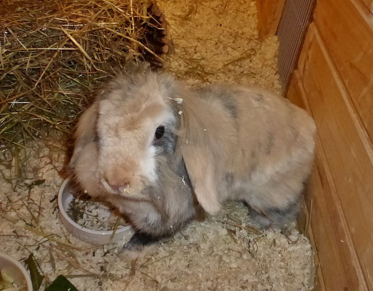Foto von Hoppelchen, unser selbstbewusstes Flauschbällchen
