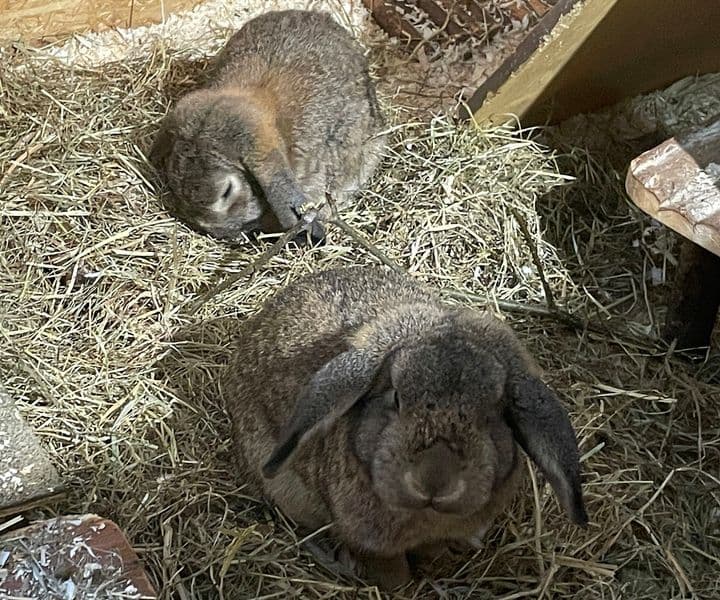 Foto von zutrauliche Zwergwidder Hüsnü und Aladin (mit Video)