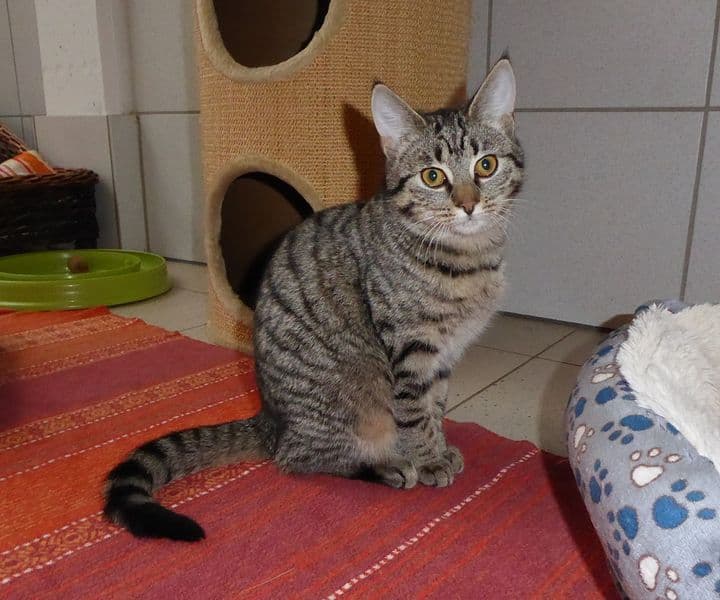 Foto von sozialer Hunter
