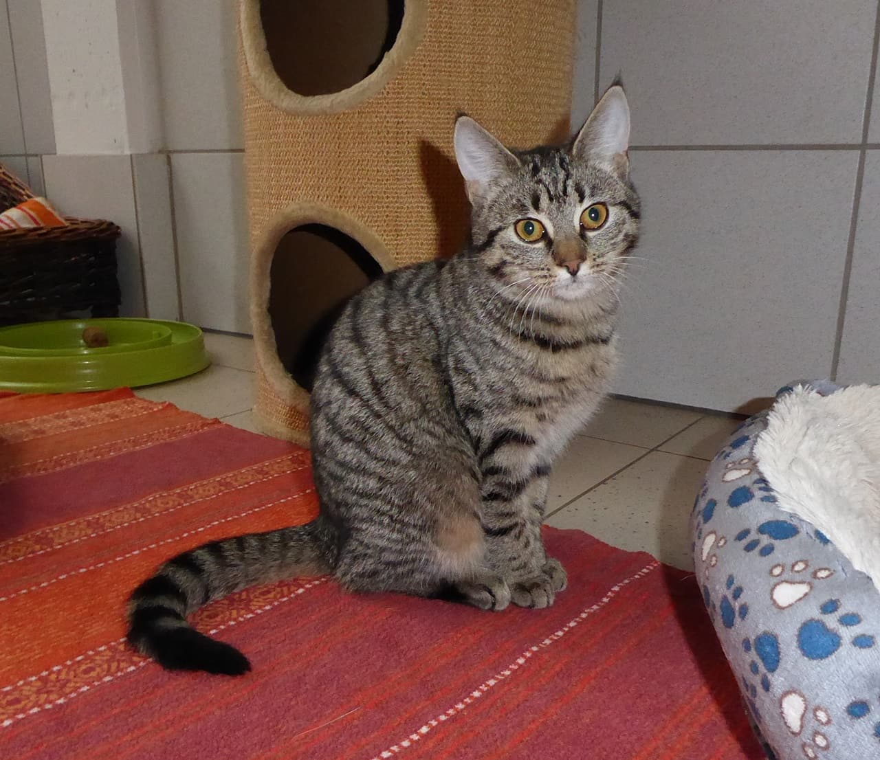 Foto von sozialer Hunter
