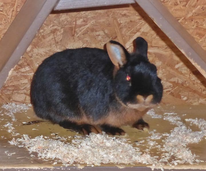 Foto von kleiner schüchterner Idefix